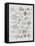 Fish Inklings in Silver Ink-Cat Coquillette-Framed Stretched Canvas