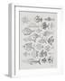 Fish Inklings in Silver Ink-Cat Coquillette-Framed Art Print