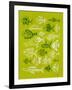 Fish Inklings on Lime-Cat Coquillette-Framed Art Print