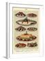 Fish, Isabella Beeton, UK-null-Framed Giclee Print