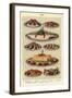 Fish, Isabella Beeton, UK-null-Framed Giclee Print