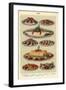 Fish, Isabella Beeton, UK-null-Framed Giclee Print