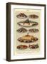 Fish, Isabella Beeton, UK-null-Framed Giclee Print