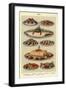 Fish, Isabella Beeton, UK-null-Framed Giclee Print