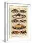 Fish, Isabella Beeton, UK-null-Framed Giclee Print