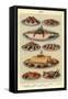 Fish, Isabella Beeton, UK-null-Framed Stretched Canvas