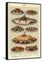 Fish, Isabella Beeton, UK-null-Framed Stretched Canvas