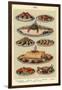 Fish, Isabella Beeton, UK-null-Framed Giclee Print