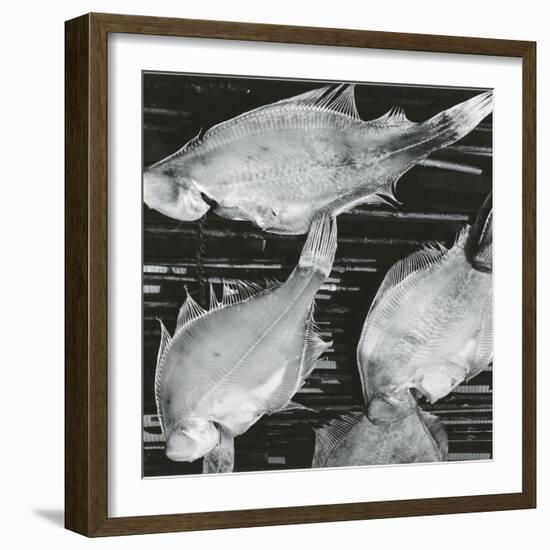 Fish, Japan, 1970-Brett Weston-Framed Photographic Print