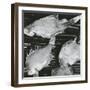 Fish, Japan, 1970-Brett Weston-Framed Photographic Print