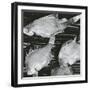 Fish, Japan, 1970-Brett Weston-Framed Photographic Print