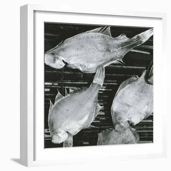 Fish, Japan, 1970-Brett Weston-Framed Photographic Print