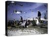 Fish Market in Morocco-Michael Brown-Stretched Canvas