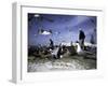 Fish Market in Morocco-Michael Brown-Framed Photographic Print
