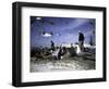 Fish Market in Morocco-Michael Brown-Framed Photographic Print