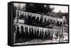 Fish Nailed on Boards-null-Framed Stretched Canvas