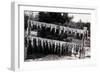 Fish Nailed on Boards-null-Framed Premium Giclee Print