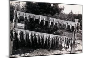 Fish Nailed on Boards-null-Mounted Premium Giclee Print