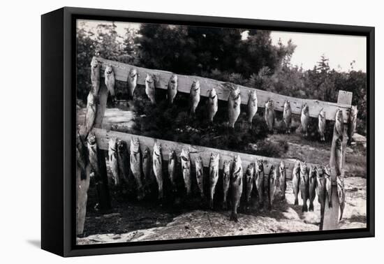 Fish Nailed on Boards-null-Framed Stretched Canvas