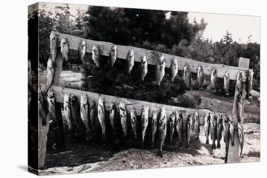 Fish Nailed on Boards-null-Stretched Canvas