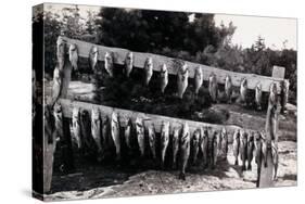 Fish Nailed on Boards-null-Stretched Canvas