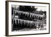 Fish Nailed on Boards-null-Framed Art Print