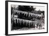 Fish Nailed on Boards-null-Framed Art Print