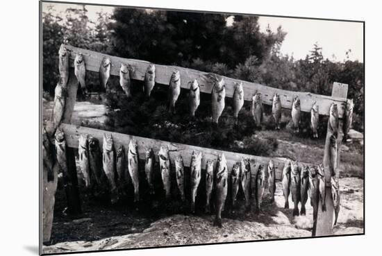 Fish Nailed on Boards-null-Mounted Art Print