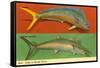 Fish Native to Florida Waters-null-Framed Stretched Canvas