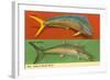 Fish Native to Florida Waters-null-Framed Art Print