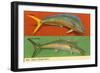 Fish Native to Florida Waters-null-Framed Art Print