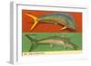 Fish Native to Florida Waters-null-Framed Art Print