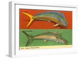 Fish Native to Florida Waters-null-Framed Art Print