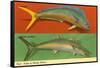 Fish Native to Florida Waters-null-Framed Stretched Canvas