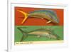 Fish Native to Florida Waters-null-Framed Premium Giclee Print