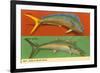 Fish Native to Florida Waters-null-Framed Premium Giclee Print