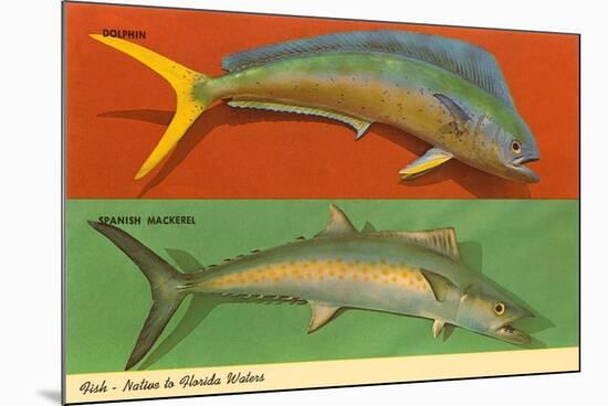 Fish Native to Florida Waters-null-Mounted Premium Giclee Print