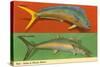 Fish Native to Florida Waters-null-Stretched Canvas