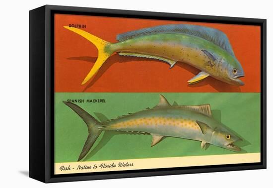 Fish Native to Florida Waters-null-Framed Stretched Canvas
