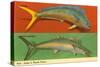 Fish Native to Florida Waters-null-Stretched Canvas