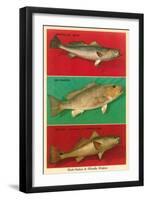 Fish Native to Florida Waters-null-Framed Art Print