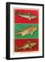 Fish Native to Florida Waters-null-Framed Art Print