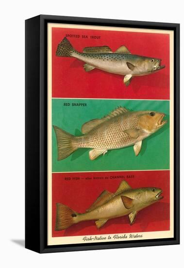 Fish Native to Florida Waters-null-Framed Stretched Canvas