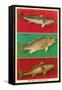 Fish Native to Florida Waters-null-Framed Stretched Canvas