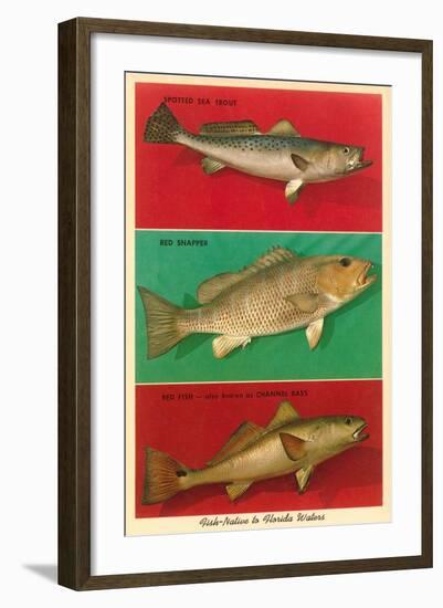 Fish Native to Florida Waters-null-Framed Art Print