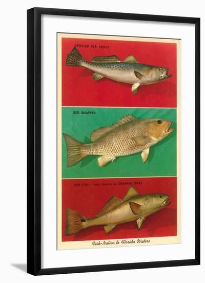 Fish Native to Florida Waters-null-Framed Art Print