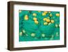 Fish net on the shore of Sayram Lake, Yining (Ghulja), Xinjiang Province, China-Keren Su-Framed Photographic Print