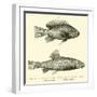 Fish of the Lake of Galilee-null-Framed Giclee Print