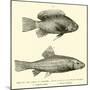 Fish of the Lake of Galilee-null-Mounted Giclee Print