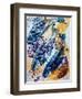 fish (oil on paper)-jocasta shakespeare-Framed Giclee Print